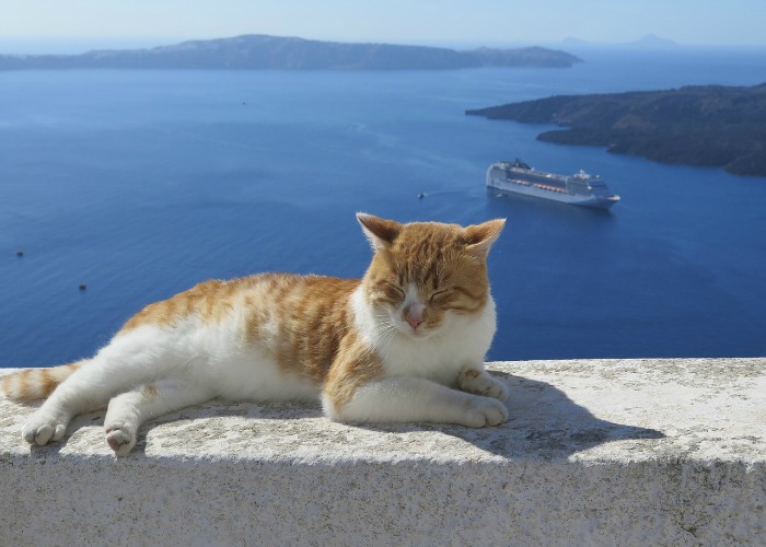 Santorini- kot leżący na murku, w tle widok na krater wulkanu